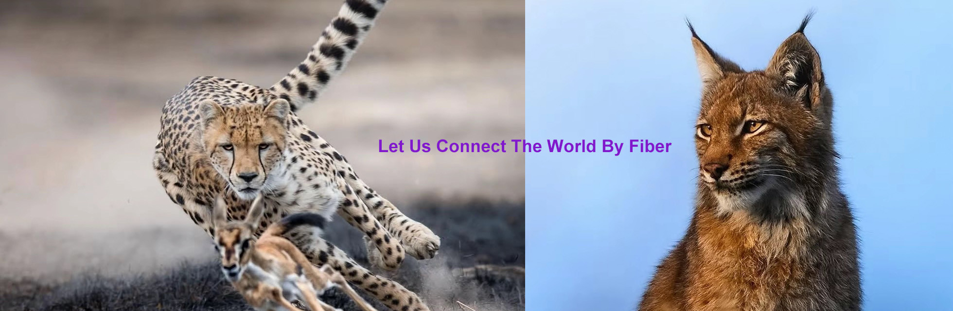 गुणवत्ता फाइबर ऑप्टिक वितरण बॉक्स कारखाना